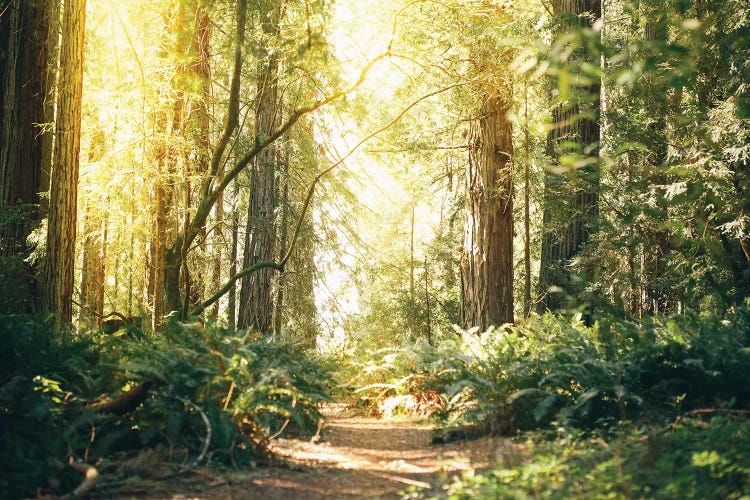 California Redwoods Path