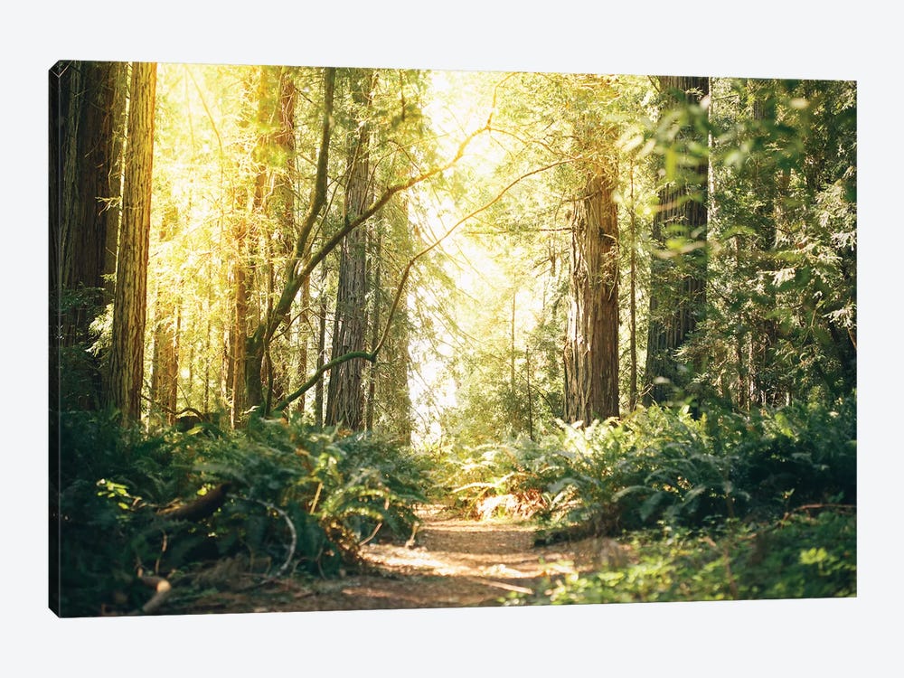 California Redwoods Path by Elena Kulikova 1-piece Canvas Wall Art
