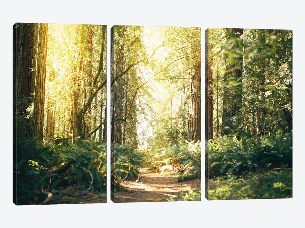 California Redwoods Path by Elena Kulikova 3-piece Canvas Art