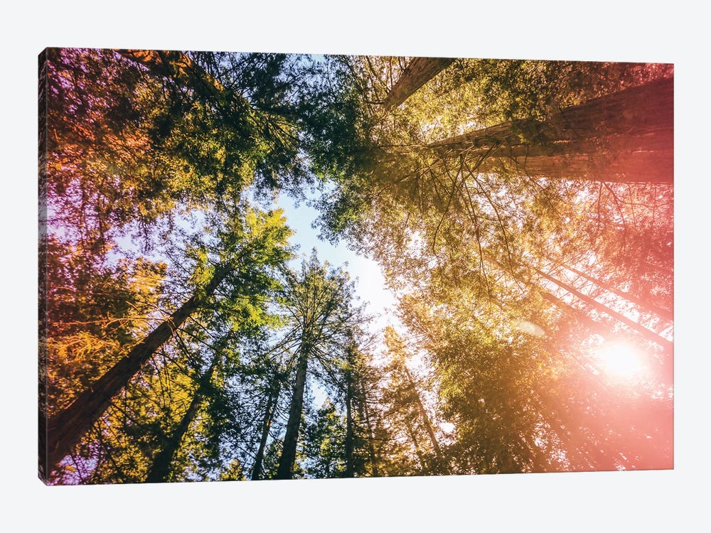 California Redwoods, Sun-rays, and Sky by Elena Kulikova 1-piece Art Print