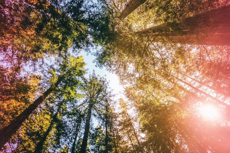 California Redwoods, Sun-rays, and Sky