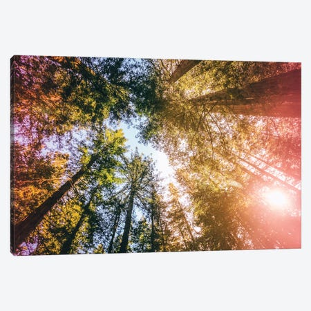 California Redwoods, Sun-rays, and Sky Canvas Print #EKU14} by Elena Kulikova Canvas Art Print