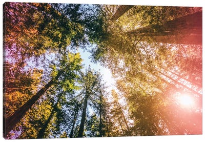 California Redwoods, Sun-rays, and Sky Canvas Art Print - Redwood Trees