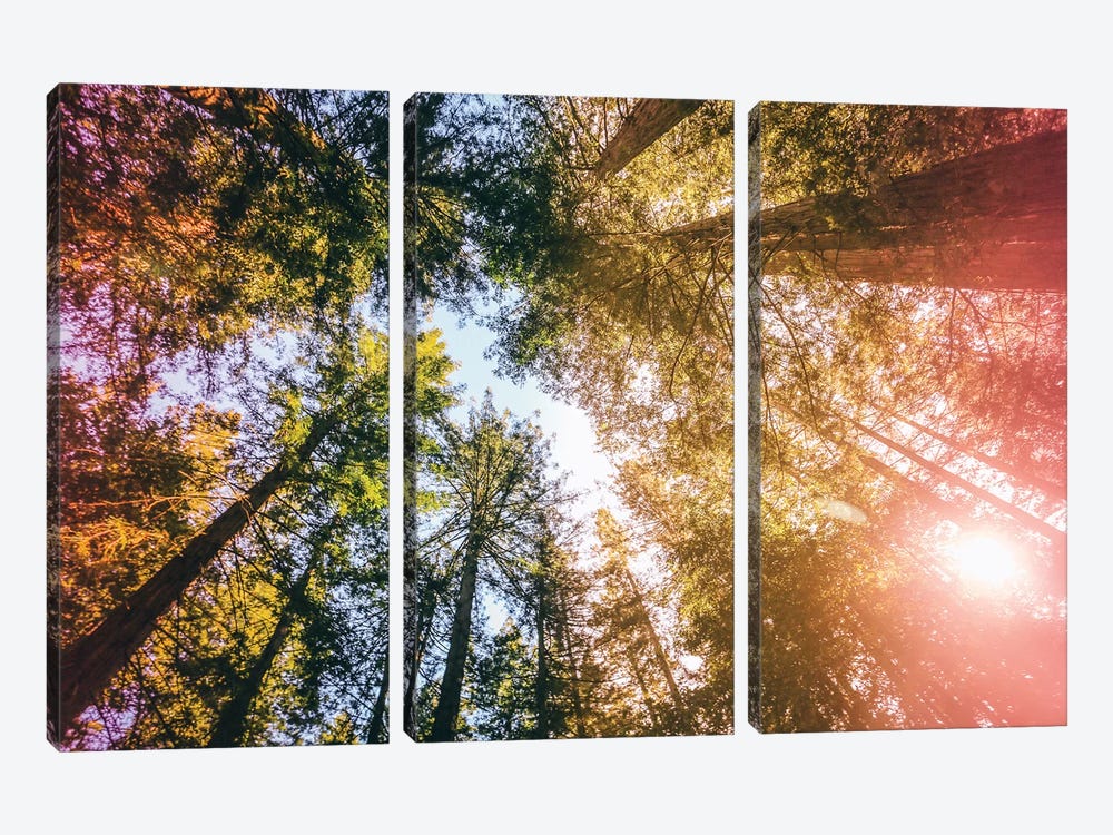 California Redwoods, Sun-rays, and Sky by Elena Kulikova 3-piece Art Print