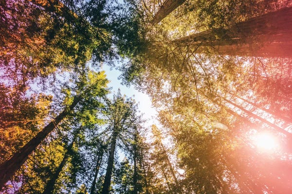 Elena Kulikova: California Redwoods, Sun-rays, and Sky by Elena Kulikova