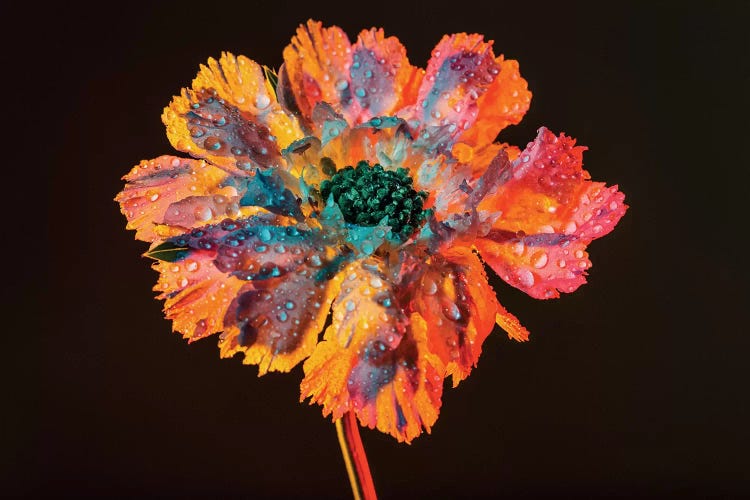 Dewy Bloom by Elena Kulikova wall art