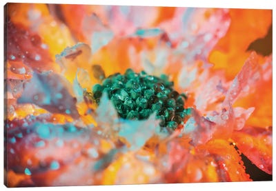 Dewy Flower In Full Bloom Canvas Art Print - Jewel Tones