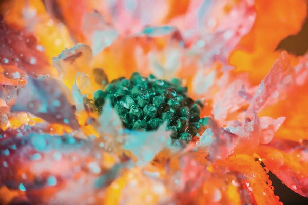 Water Close-Ups: Dewy Flower In Full Bloom by Elena Kulikova