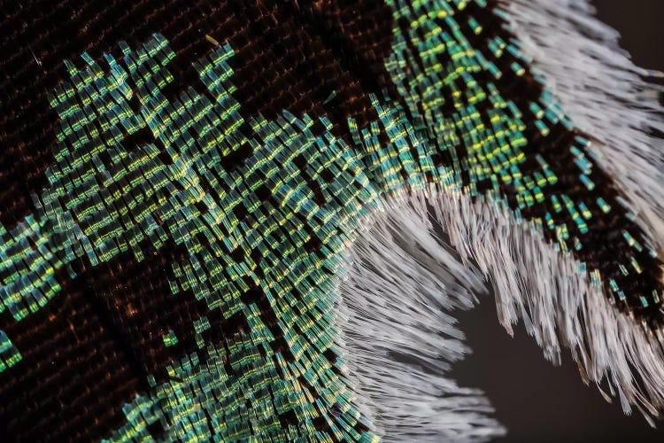 Diffracting Light by Elena Kulikova wall art