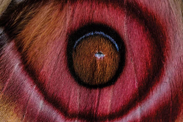 Eye See (Madagascan Suraka Moth)