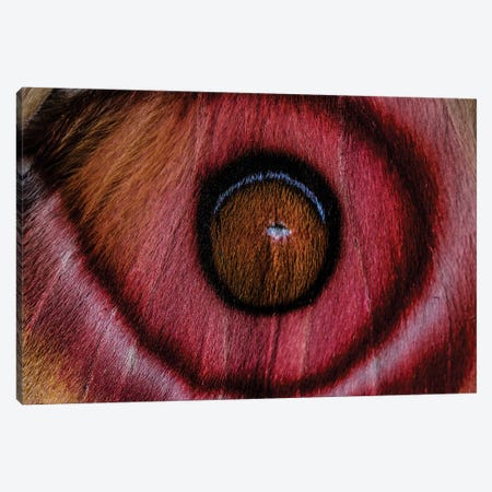 Eye See (Madagascan Suraka Moth) Canvas Print #EKU33} by Elena Kulikova Canvas Artwork