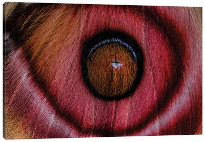 Eye See (Madagascan Suraka Moth) Canvas Art Print - Abstract Photography