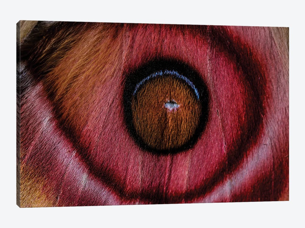 Eye See (Madagascan Suraka Moth) by Elena Kulikova 1-piece Canvas Art