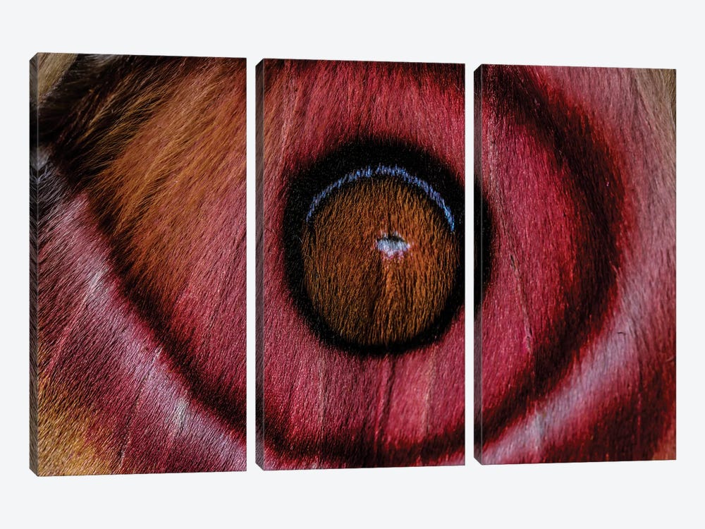 Eye See (Madagascan Suraka Moth) by Elena Kulikova 3-piece Canvas Artwork