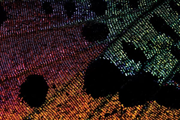 Abstracts In Nature: I Dreamed I Was A Butterfly by Elena Kulikova