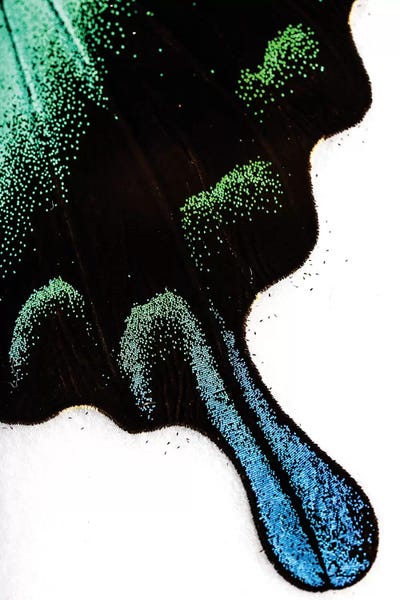 Abstract Photography: Peacock Butterfly Curves by Elena Kulikova