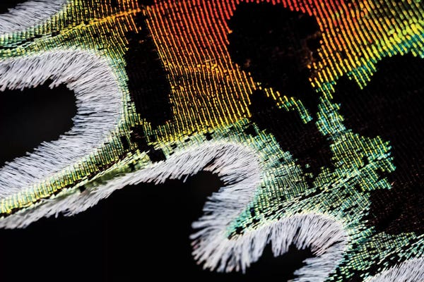 Abstract Photography: Shimmering Madagascan Sunset Moth by Elena Kulikova