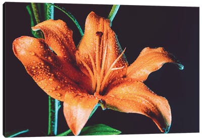 Tiger Lily Dew Canvas Art Print - Floral Close-Up Art