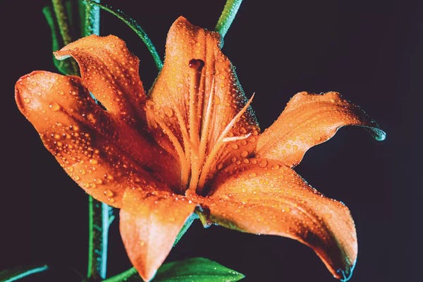 Lilies: Tiger Lily Dew by Elena Kulikova