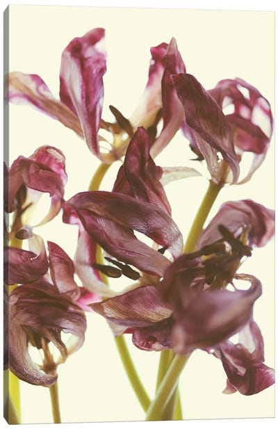 Tulip Loveliness Canvas Art Print - Lily Art