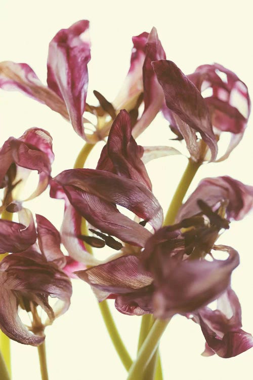 Tulip Loveliness by Elena Kulikova wall art