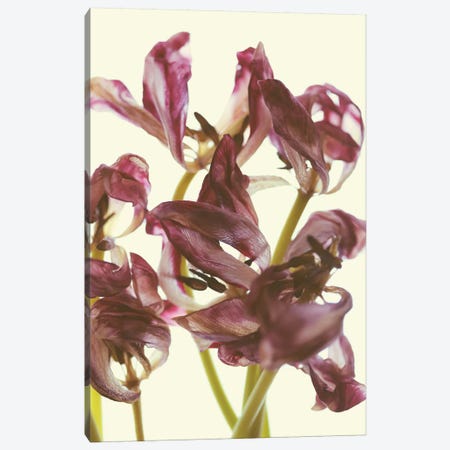 Tulip Loveliness Canvas Print #EKU80} by Elena Kulikova Art Print