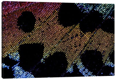 Beauty Of The Madagascan Sunset Moth Canvas Art Print - Pixel Art