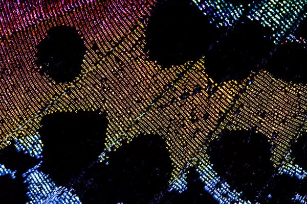 Pixel Art: Beauty Of The Madagascan Sunset Moth by Elena Kulikova