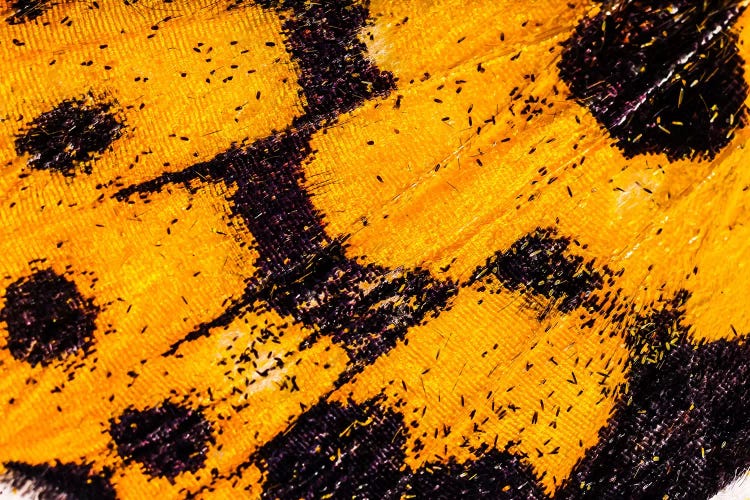 Butterfly Wings From My Garden by Elena Kulikova wall art
