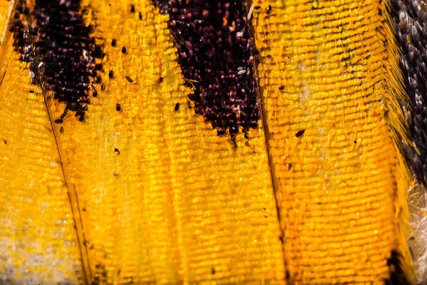 Abstract Photography: Butterfly by Elena Kulikova