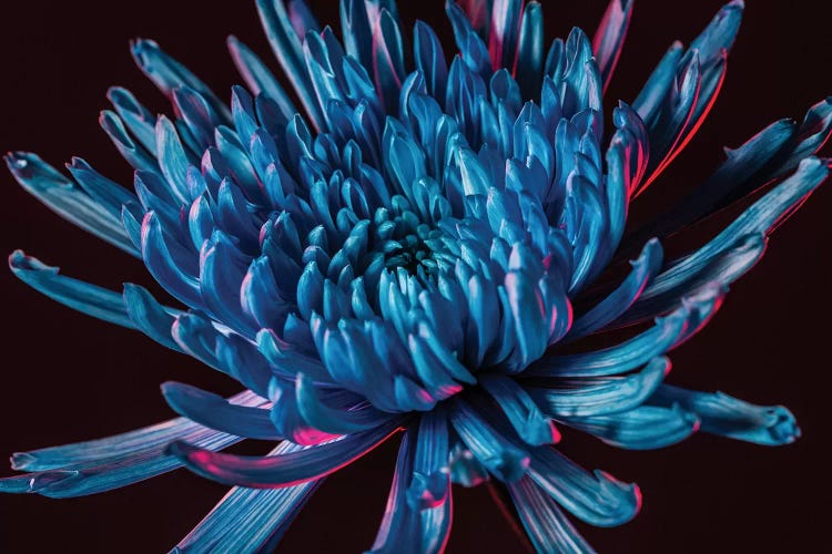 Blue Spider Mum