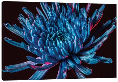 Blue Spider Mum Canvas Art Print - Chrysanthemum Art