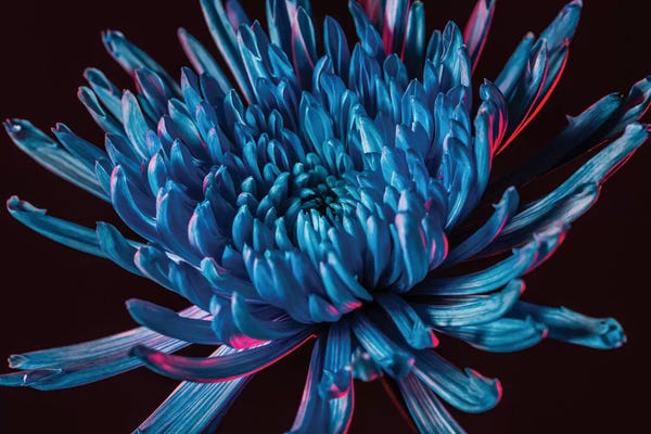 Blue Spider Mum