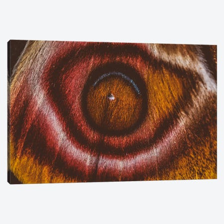 Eye See II (Madagascan Suraka Moth) Canvas Print #EKU90} by Elena Kulikova Canvas Artwork