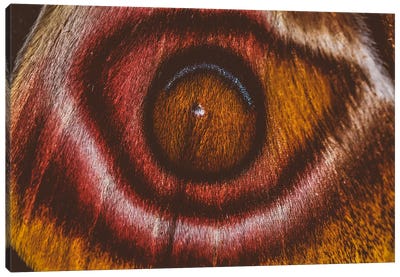 Eye See II (Madagascan Suraka Moth) Canvas Art Print - Elena Kulikova