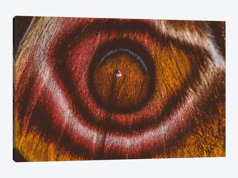 Eye See II (Madagascan Suraka Moth) by Elena Kulikova 1-piece Art Print