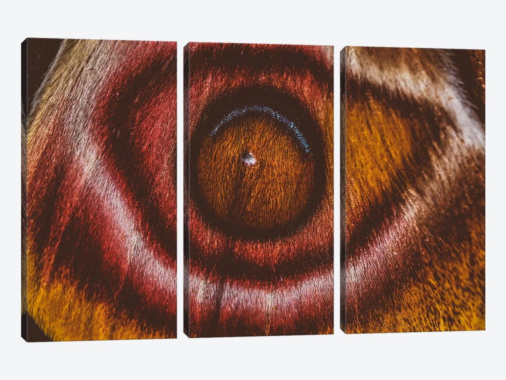 Eye See II (Madagascan Suraka Moth) by Elena Kulikova 3-piece Canvas Print