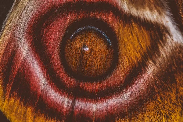 Abstract Photography: Eye See II (Madagascan Suraka Moth) by Elena Kulikova