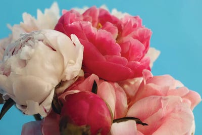 Summer Peonies by Elena Kulikova canvas print