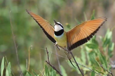 Bee-Eater by Elmar Weiss framed canvas print