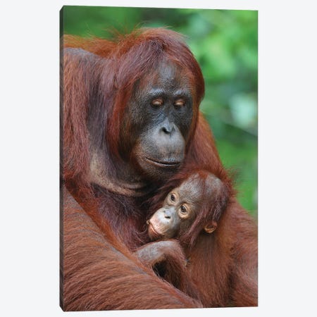 Orangutans Canvas Print #ELM100} by Elmar Weiss Canvas Art Print