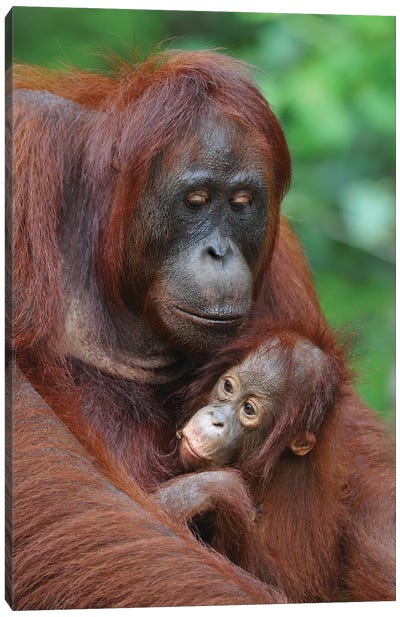 Orangutans Canvas Art Print - Orangutan Art