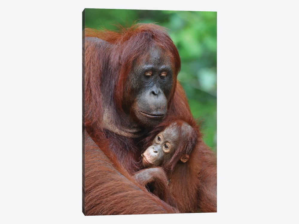 Orangutans by Elmar Weiss 1-piece Canvas Art Print
