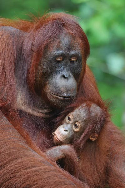 Elmar Weiss: Orangutans by Elmar Weiss