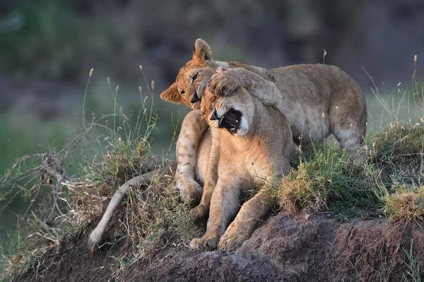 Elmar Weiss: Ouch! by Elmar Weiss