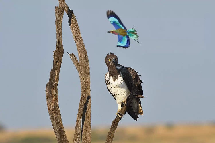 Photobombing Roller by Elmar Weiss wall art