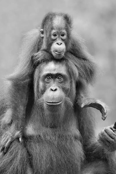 Pick-A-Back by Elmar Weiss framed wall art