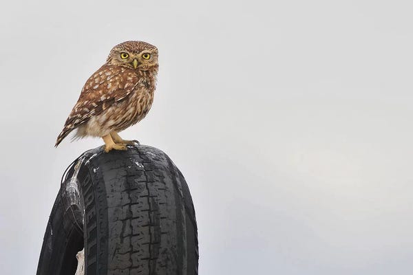 Elmar Weiss: Pirelli by Elmar Weiss