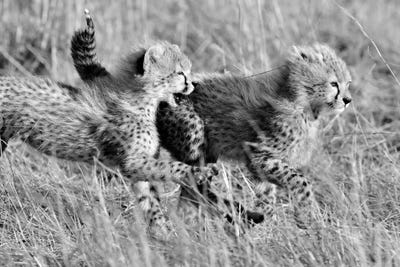 Playing Cheetah Cubs by Elmar Weiss framed canvas print