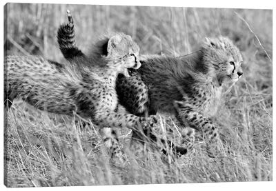 Playing Cheetah Cubs Canvas Art Print - Cheetah Art